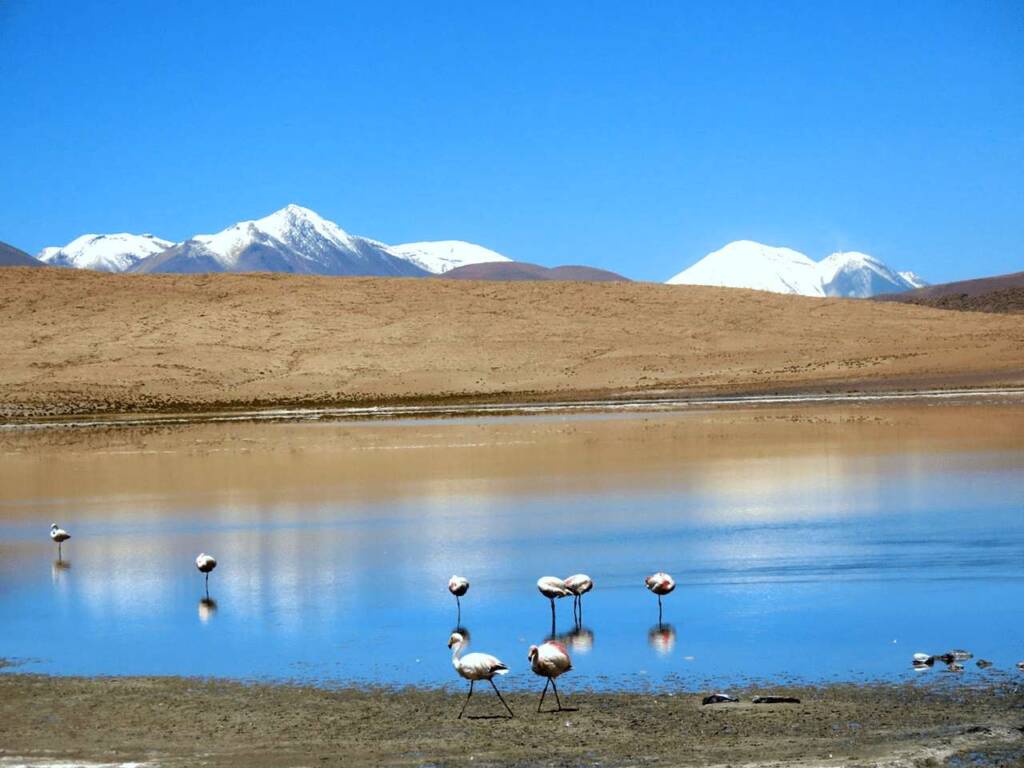 Experimente la impresionante excursión al Salar de Uyuni con su impresionante lago similar a un espejo y sus vibrantes flamencos bailando en las vastas salinas.